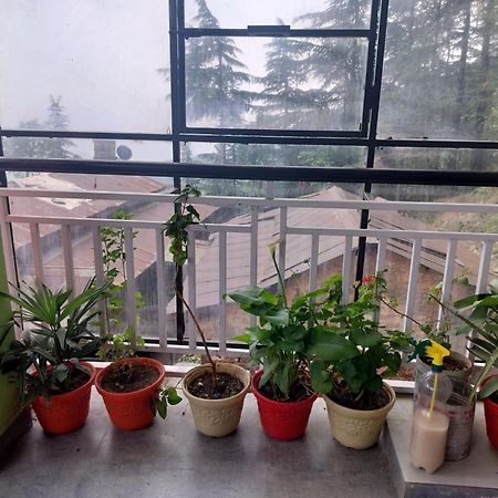Tree Valley Homestay Chail Luaran gambar