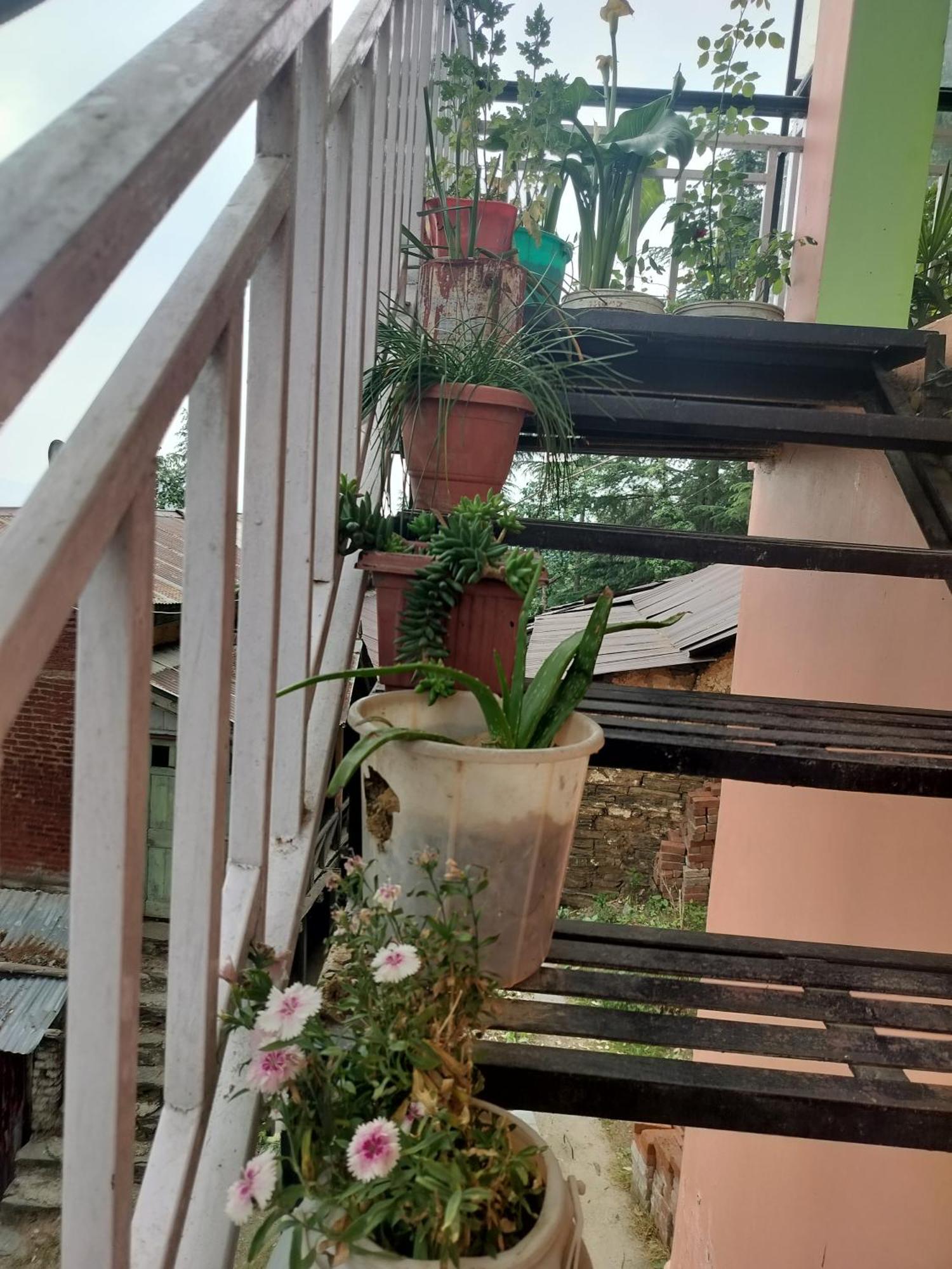 Tree Valley Homestay Chail Luaran gambar