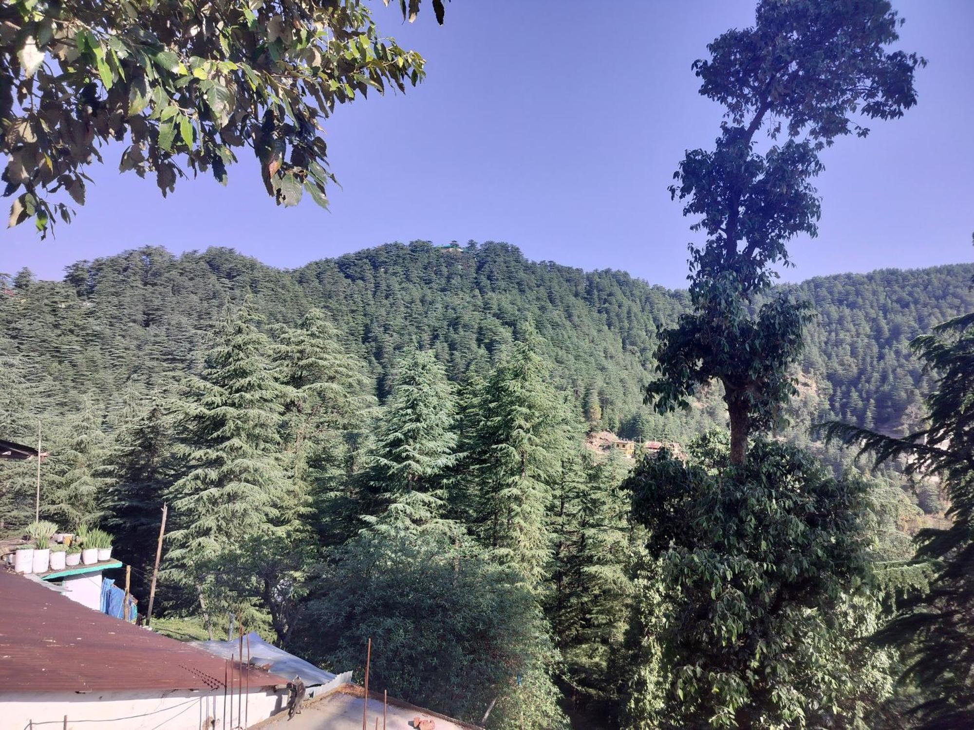 Tree Valley Homestay Chail Luaran gambar