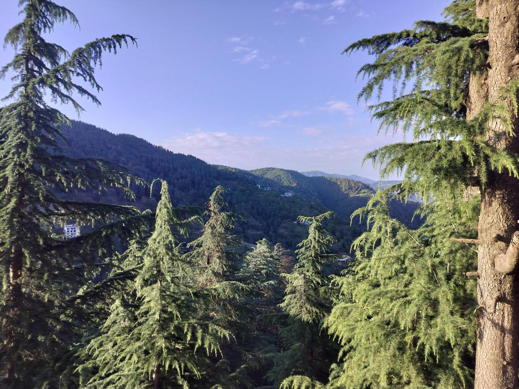 Tree Valley Homestay Chail Luaran gambar